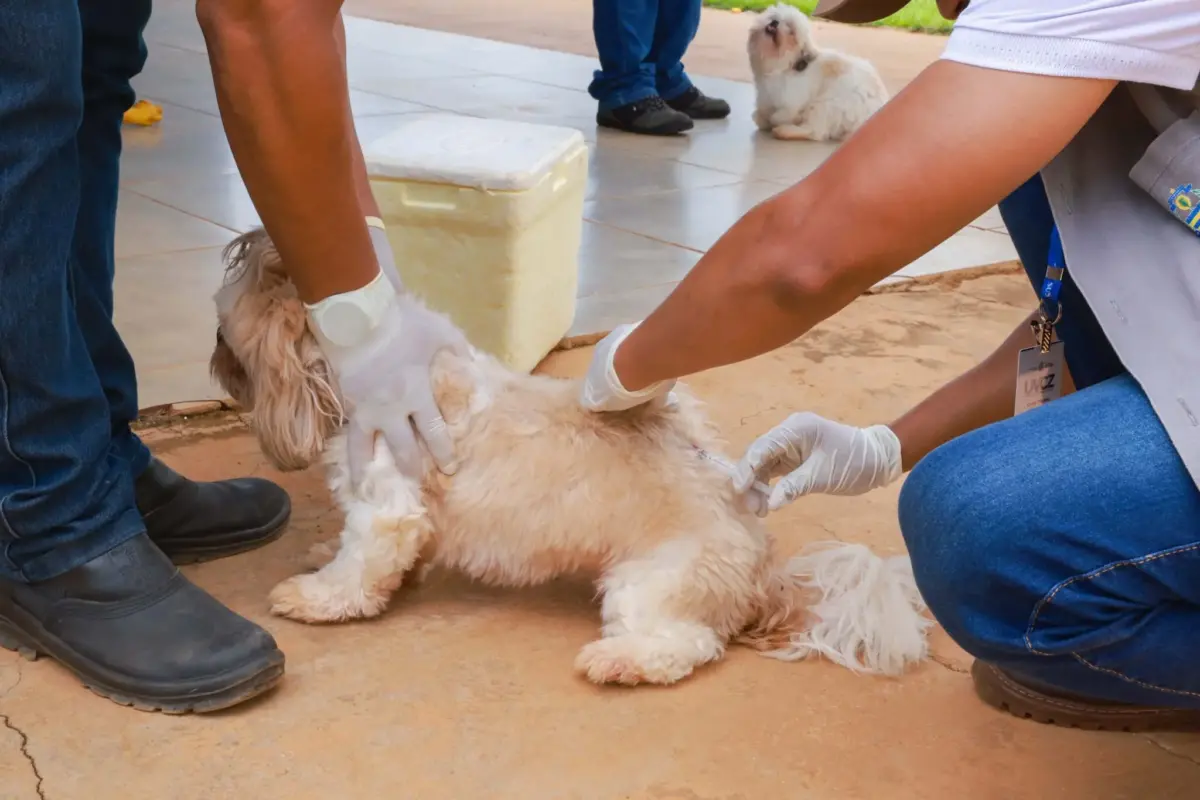 O dia que eu beijei um leão - Casos Acasos e Livros, image size:1200x800